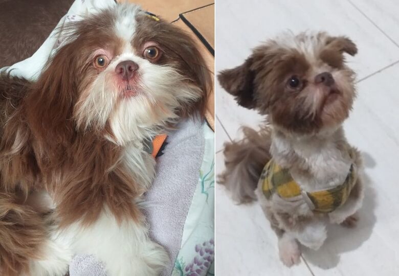 Cachorro Simba desaparece na região do Boa Vista -