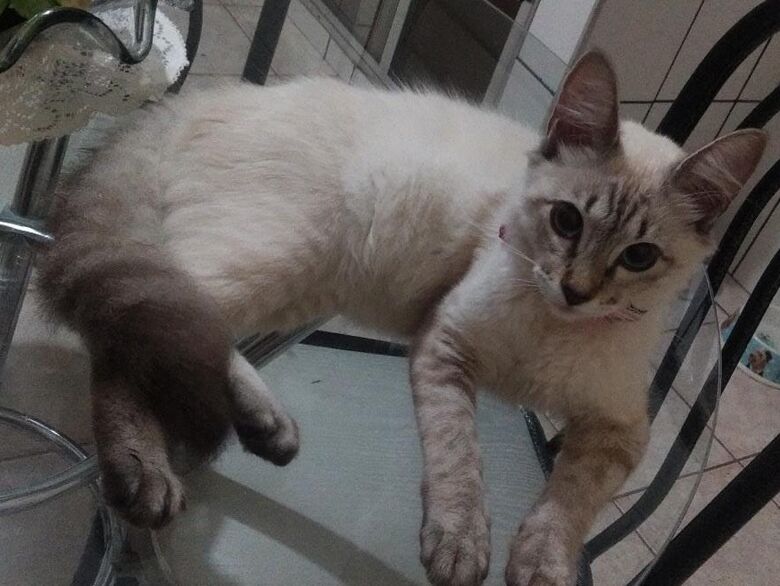 Gatinha Gaia desaparece no Jardim São Carlos -