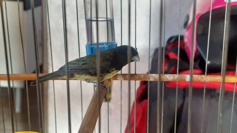 Aves silvestres em cativeiro irregular são apreendidas em dois bairros -