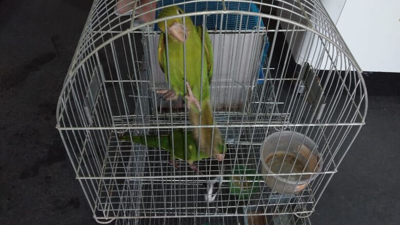 Aves silvestres são apreendidas em Ibaté -
