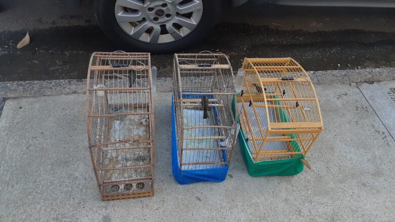 Pássaros silvestres são apreendidos em São Carlos -