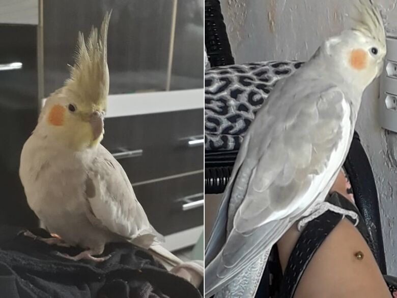 Calopsita desaparece na região do Centro. Ajude a encontrá-la -