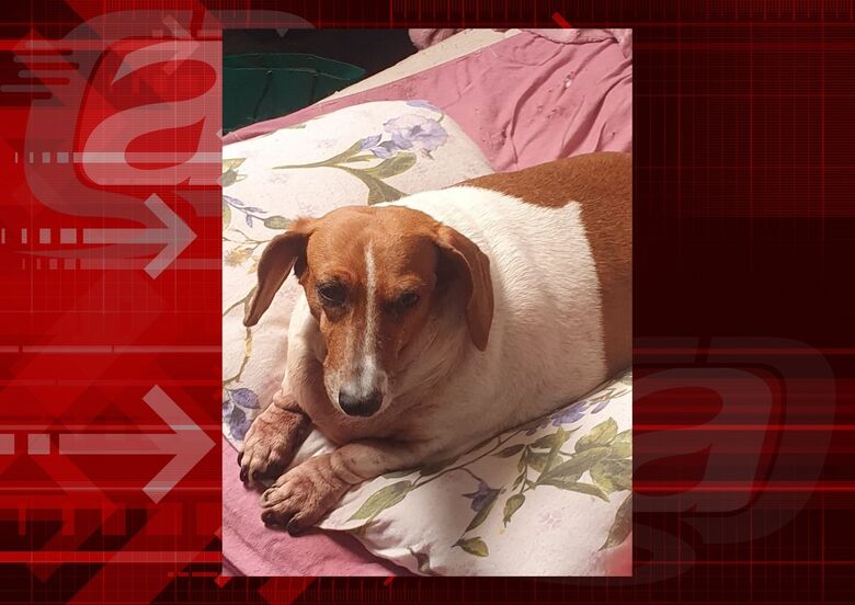 Homenagem da Funerais Pet a cachorrinha Peppa -