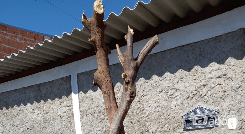 Morador de Ibaté é autuado por realizar poda drástica em árvore - Crédito: Colaborador SCA