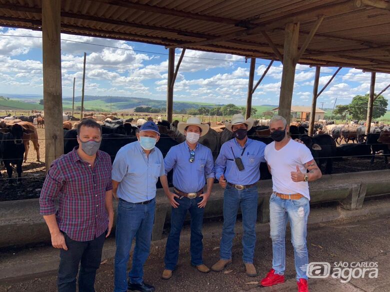 São Carlos vai exportar 5 mil cabeças de gado para Arábia Saudita - Crédito: divulgação