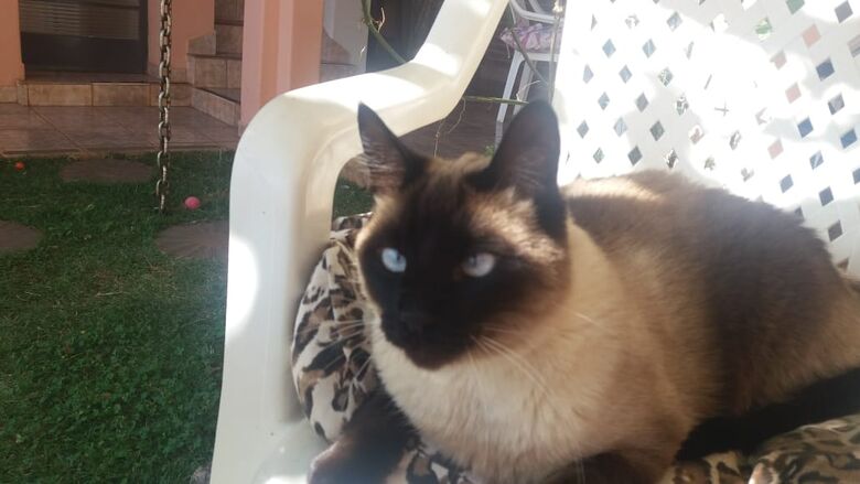 Procura-se por gato desaparecido na Vila Monteiro -