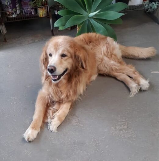Homenagem da Funerária Santa Cruz ao cachorrinho Pipim -