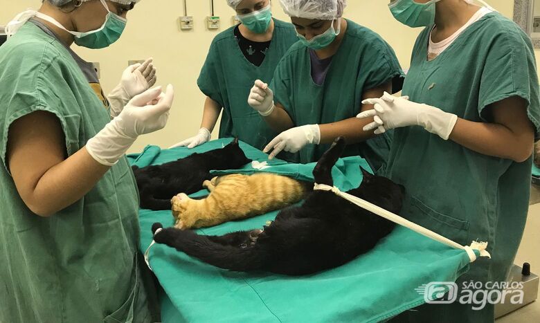 Cirurgias veterinárias podem ser suspensas para reduzir uso de insumos - Crédito: © Divulgação/Prefeitura da Cidade do Rio de Janeiro/Direitos Reservados
