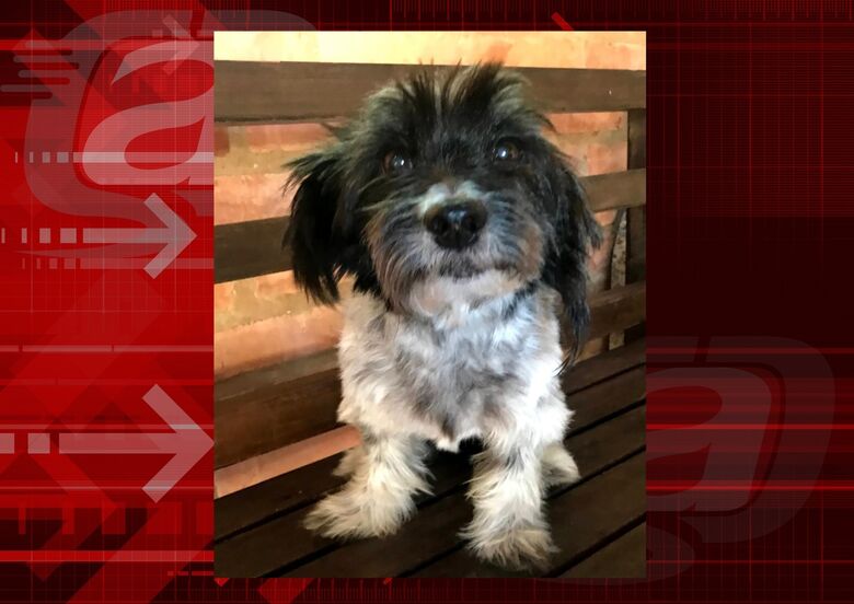 Cachorrinha Nina desaparece no Planalto Paraíso. Ajude a encontrá-la -