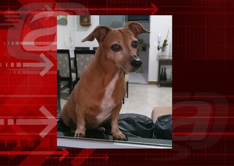 Homenagem da Funerais Pet a cachorrinha Luna -