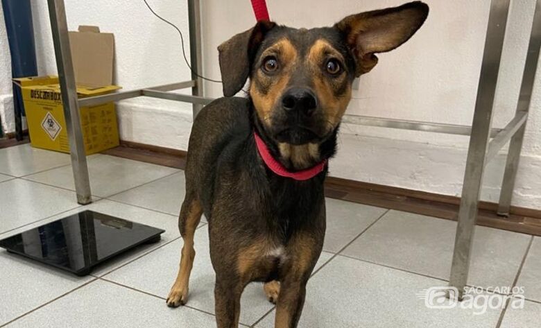 Imagem Ilustrativa - Crédito: divulgação