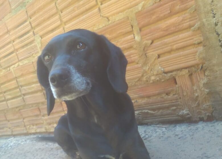Homenagem da Funerais Pet a cachorra Pandora -