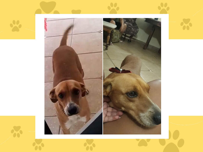 Lilica desapareceu na região da Vila Prado; ajude a encontrá-la -