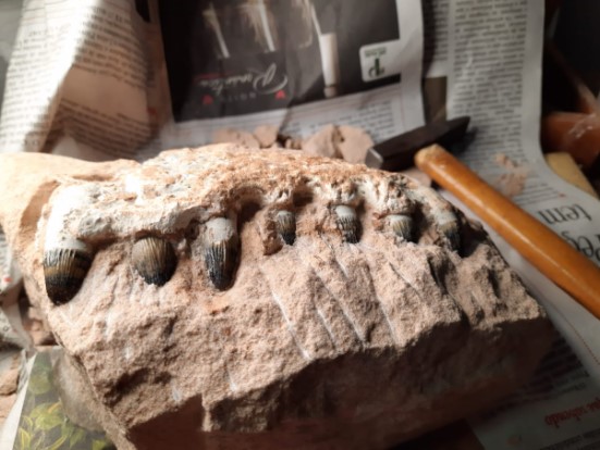 Entre as dezenas de fragmentos fósseis encontradas estão ossos dos gigantes titanossauros – os dinossauros “pescoçudos”, quadrúpedes e herbívoros - Crédito: Divulgação