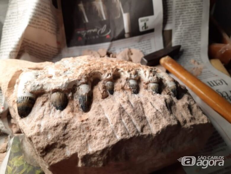 Entre as dezenas de fragmentos fósseis encontradas estão ossos dos gigantes titanossauros – os dinossauros “pescoçudos”, quadrúpedes e herbívoros - Crédito: Divulgação