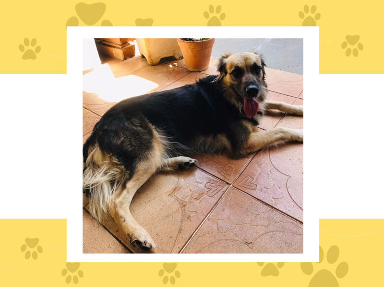 Cachorra Naomi desapareceu na Vila Brasília; ajude a encontrá-la -