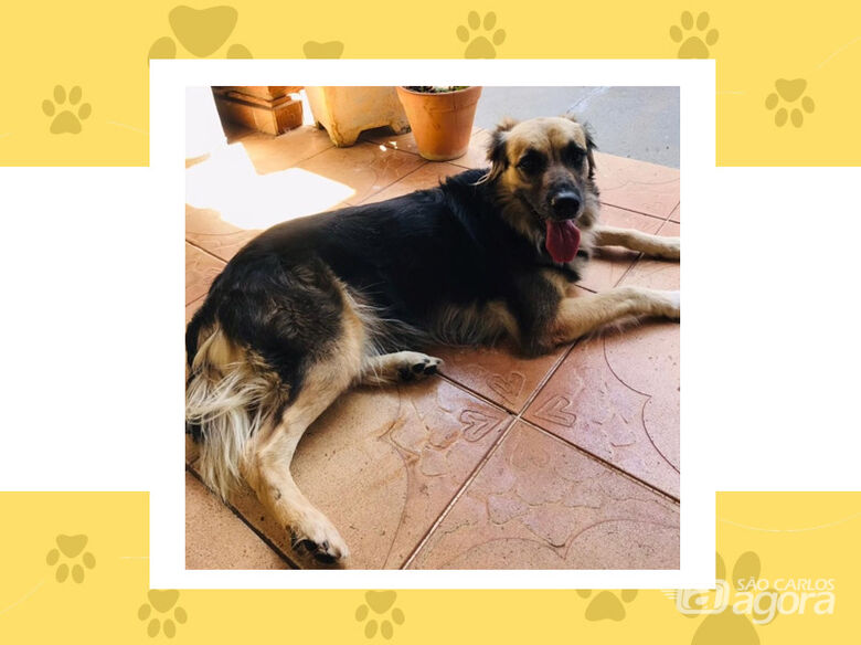Cachorra Naomi desapareceu na Vila Brasília; ajude a encontrá-la - 
