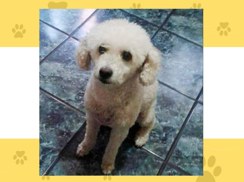 Cachorrinha Penélope desapareceu na região do Jd. Botafogo; ajude a encontrá-la - Crédito: arquivo pessoal