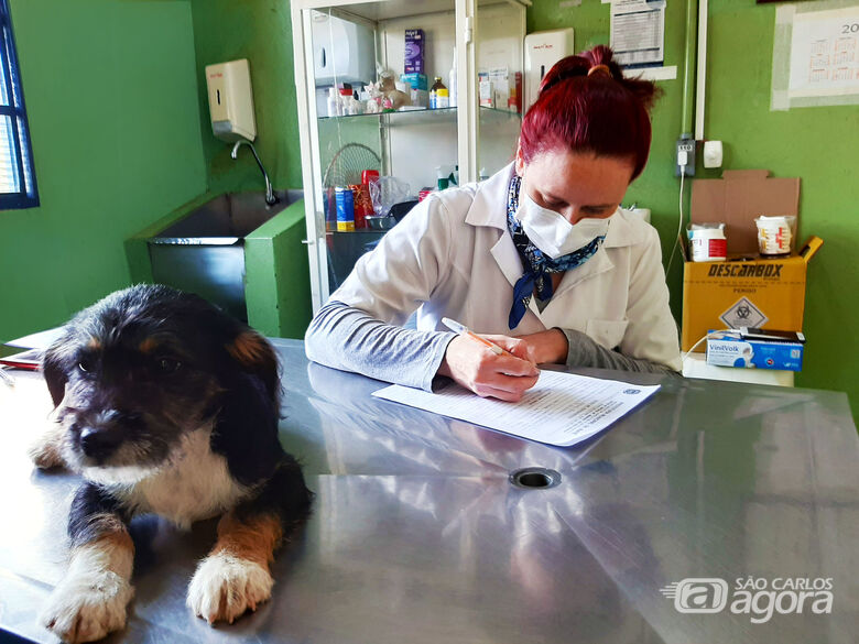 CCZ tem cães e gatos para adoção. Animais são recolhidos pela equipe, castrados, vermifugados e estão com vacinação de raiva anual em dia - Crédito: Divulgação