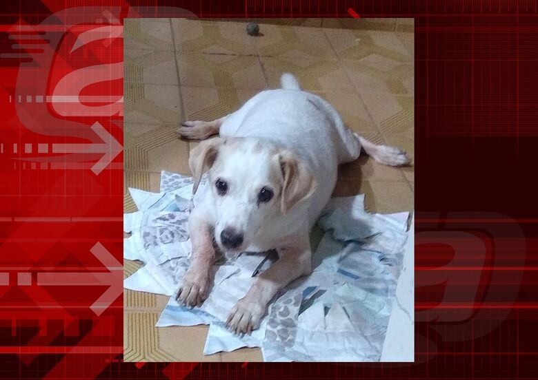 Homenagem da Funerais Pet ao cachorrinho Ju -