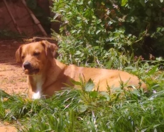 Pipoca desapareceu no Jardim Pacaembu. Ajude a encontrá-lo -