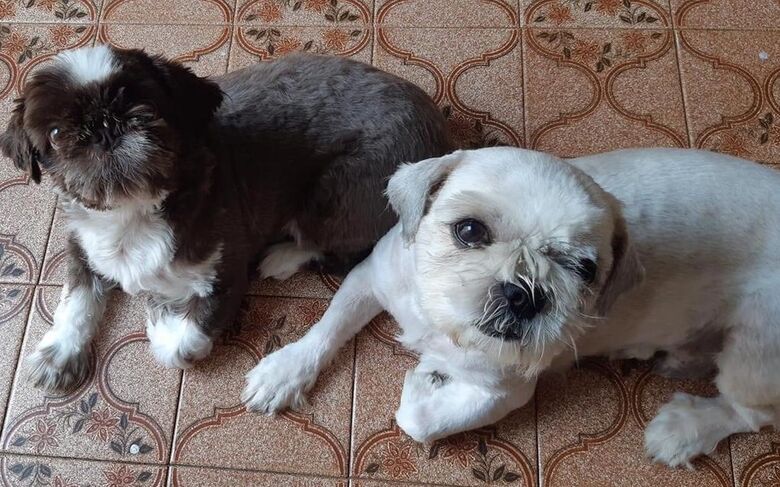 Magno e Bidu desaparecem no Jardim Gilbertoni. Ajude a encontrá-los -