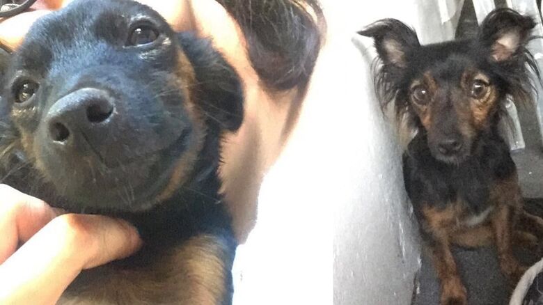 Charlote desaparece na Vila Nery; ajude a encontrá-la -