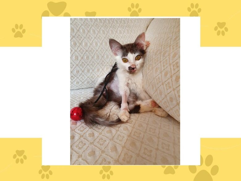 Homenagem da Funerais Pet a gatinha Lilith -