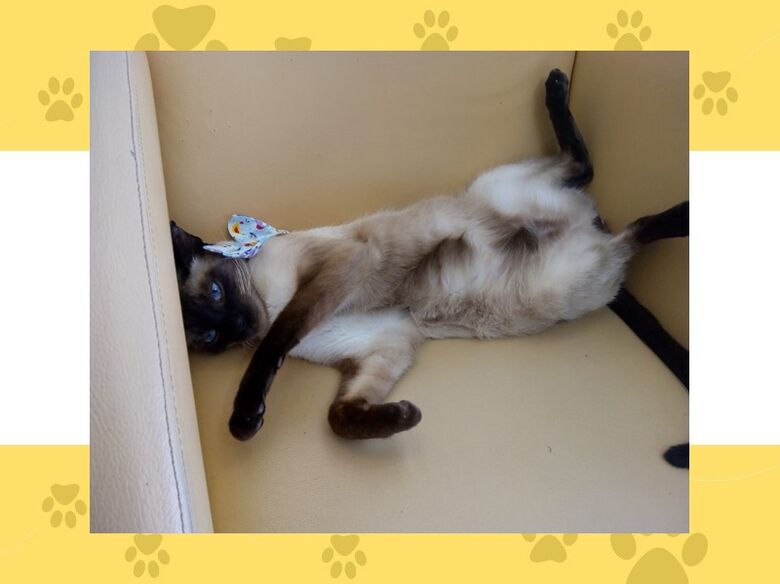 Homenagem da Funerais Pet ao gatinho Boris -