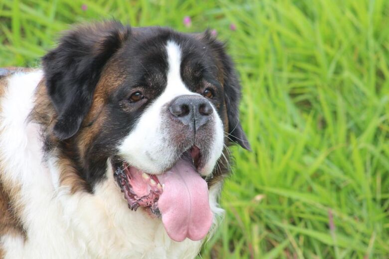Homenagem da Funerais Pet ao cachorro Sansão -