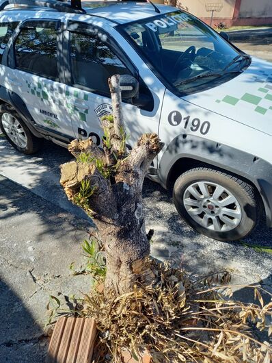 Moradora do Douradinho recebe advertência após podar árvore desnecessariamente -