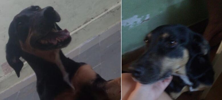 Cachorra Samoa desaparece de casa na Vila Costa do Sol -
