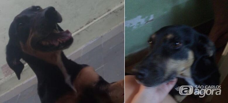 Cachorra Samoa desaparece de casa na Vila Costa do Sol - 