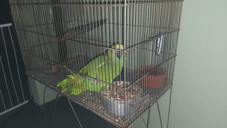 Por estarem domesticadas, as aves permaneceram com a proprietária - Crédito: Divulgação