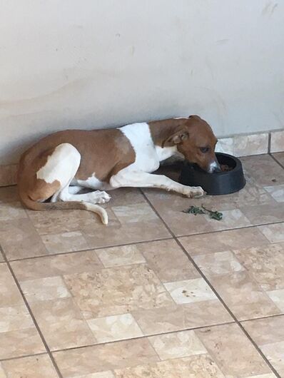 Homenagem da Funerais Pet à cachorrinha Liza -