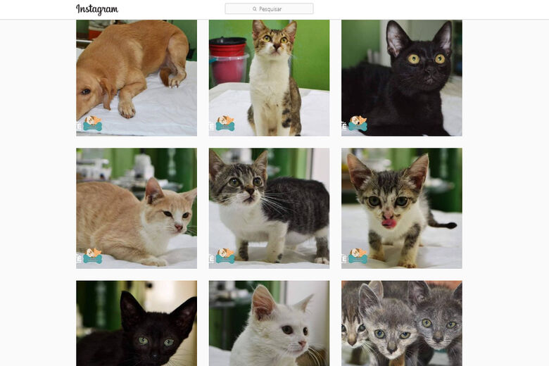 CCZ divulga animais para adoção consciente no Face e Insta da Prefeitura de Ibaté -