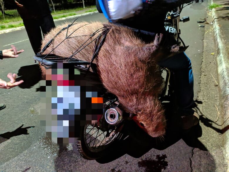 Motogirl fica ferida após atropelar capivara - Crédito: Maycon Maximino