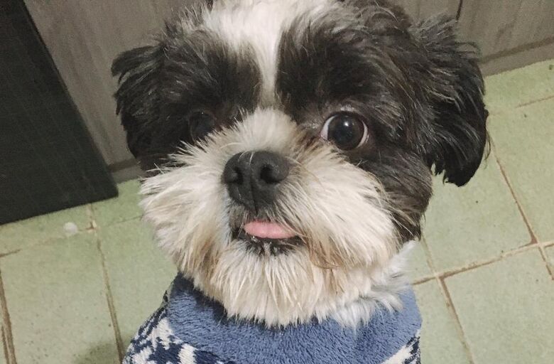 Cachorrinho Pingo desapareceu no Parque Delta - Crédito: divulgação