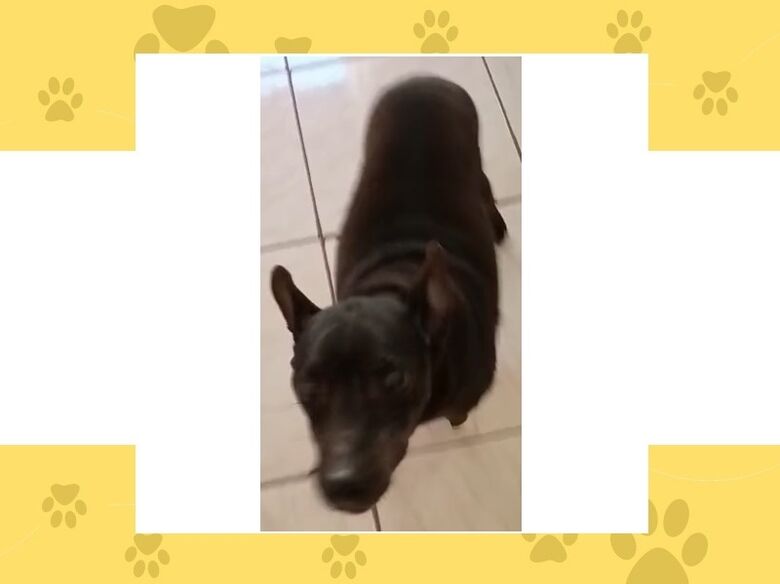 Cachorrinho Toby desaparece em Ibaté. Ajude a encontrá-lo -