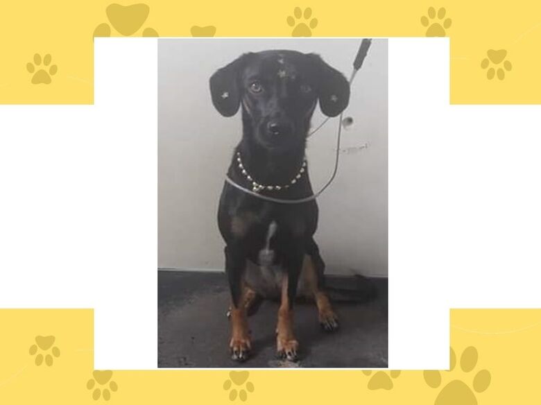 Cachorrinha Pérola desaparece no Douradinho. Ajude a encontrá-la -