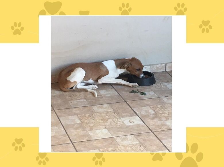 Homenagem da Funerais Pet a cachorrinha Liza -