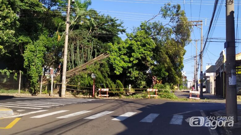 Árvore de grande porte caiu no centro de São Carlos - Crédito: Maycon Maximino