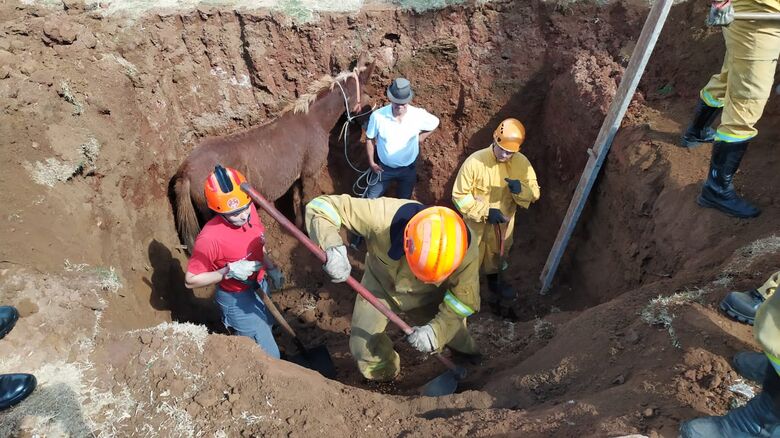 Bombeiros salvam mula que caiu em buraco no Romeu Tortorelli - Crédito: Maycon Maximino