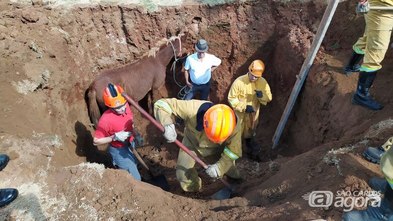 Bombeiros salvam mula que caiu em buraco no Romeu Tortorelli - Crédito: Maycon Maximino
