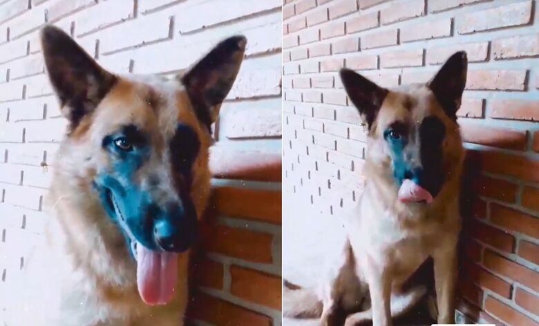 Procura-se cachorra Lieb que desapareceu na região do Valparaíso - 