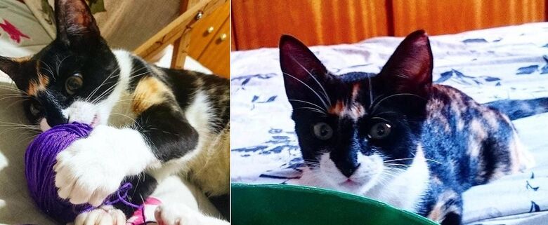 Gatinha Nala desapareceu em Itirapina. Ajude a encontrá-la -