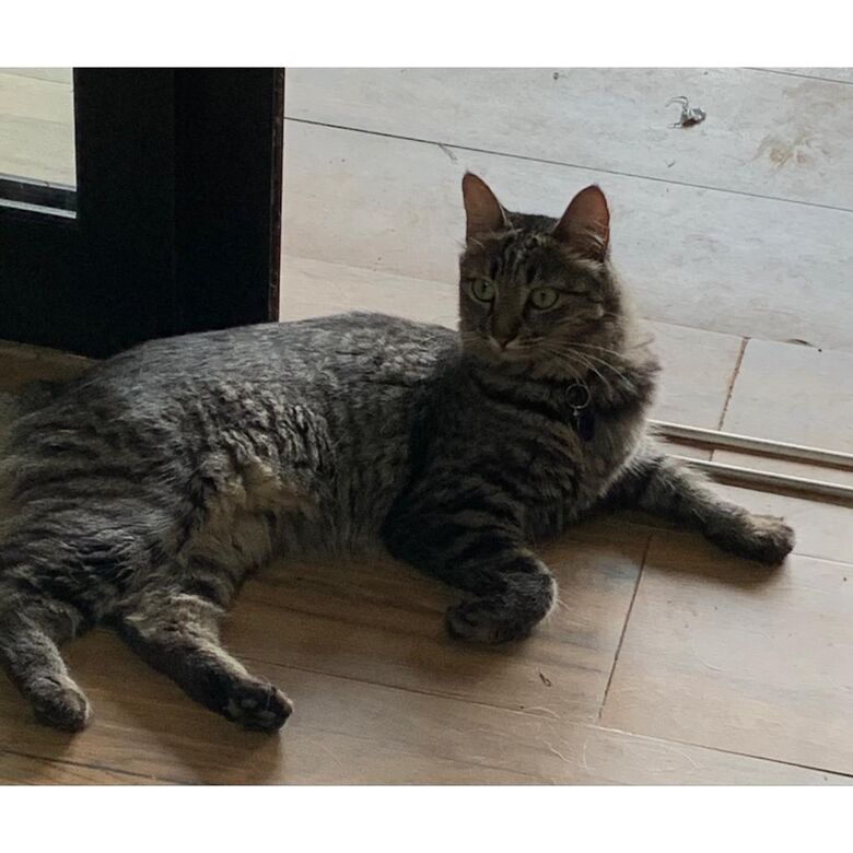 Gatinha desaparece na região do Parque Fehr - Crédito: arquivo pessoal