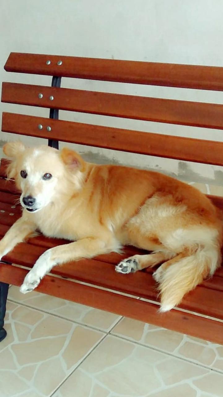 Homenagem da Funerais Pet ao cachorro Charlie -