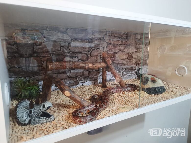 Cobra Corn Snake é apreendida em residência no Cidade Jardim -