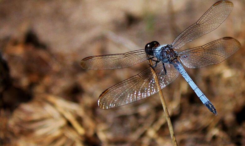 Nova espécie de libélula é descoberta em São Carlos - Crédito: © Rhainer Guillermo Nascimento Ferreira/Ufscar/Direitos reservados